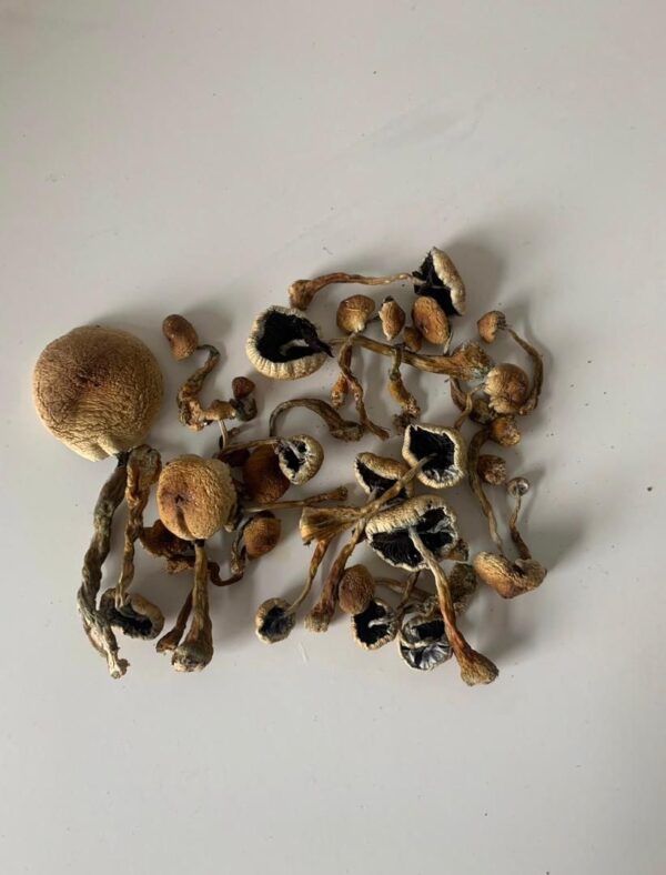 Cubensis Mushroom For Sale